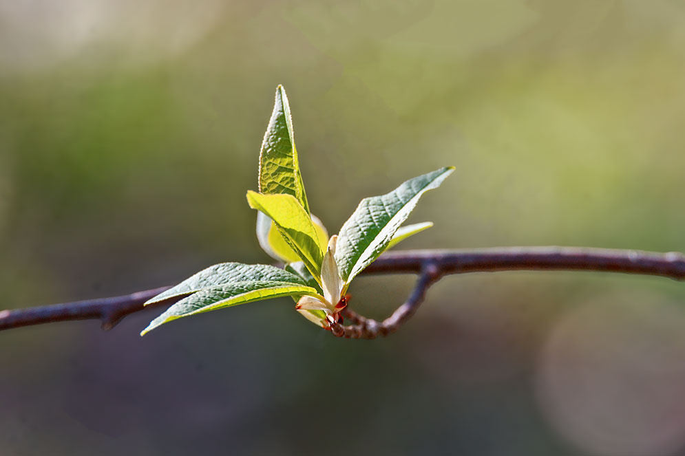 harilik toomingaleht