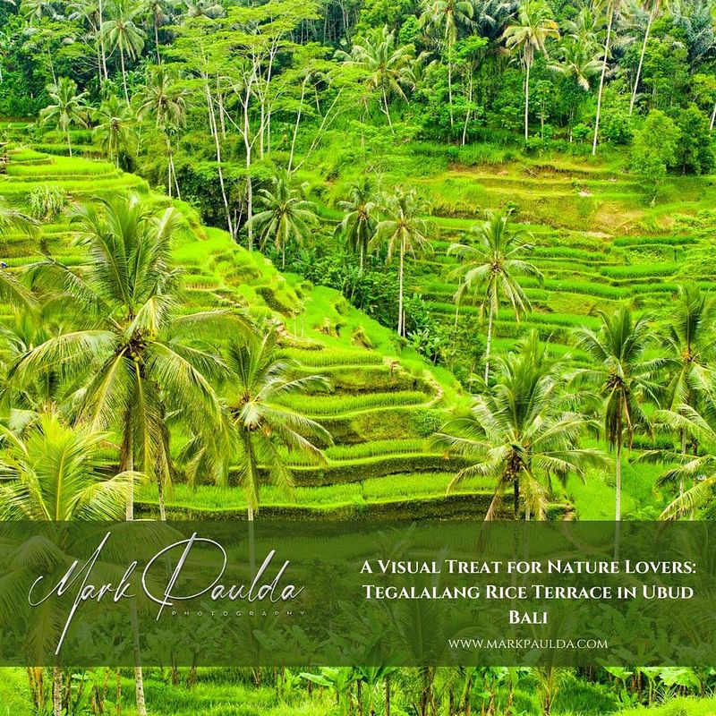 A Visual Treat for Nature Lovers: Tegalalang Rice Terrace in Ubud Bali