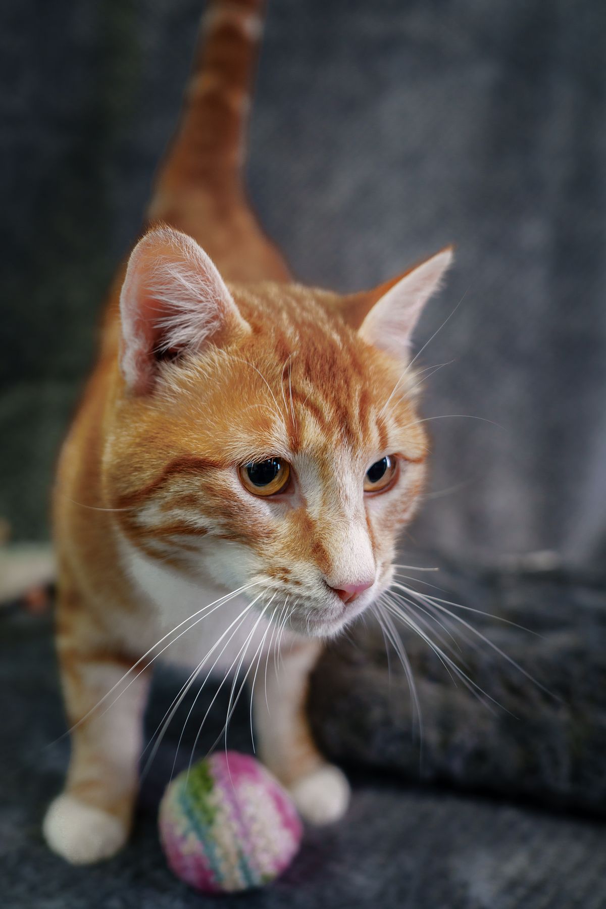 Orange cat with a toy ball.