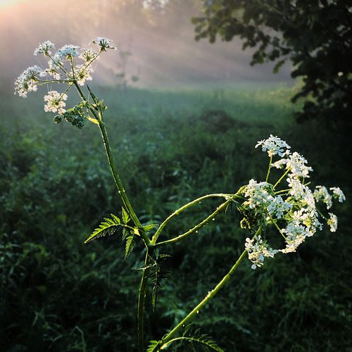 #flora #flower #nature