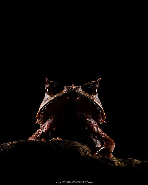 Pelobatrachus nasutus Syn. Megophrys nasuta - Zipfelkrötenfrosch