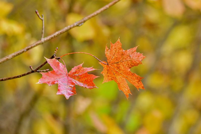 VANEMAD LOODUSFOTO ALBUMID