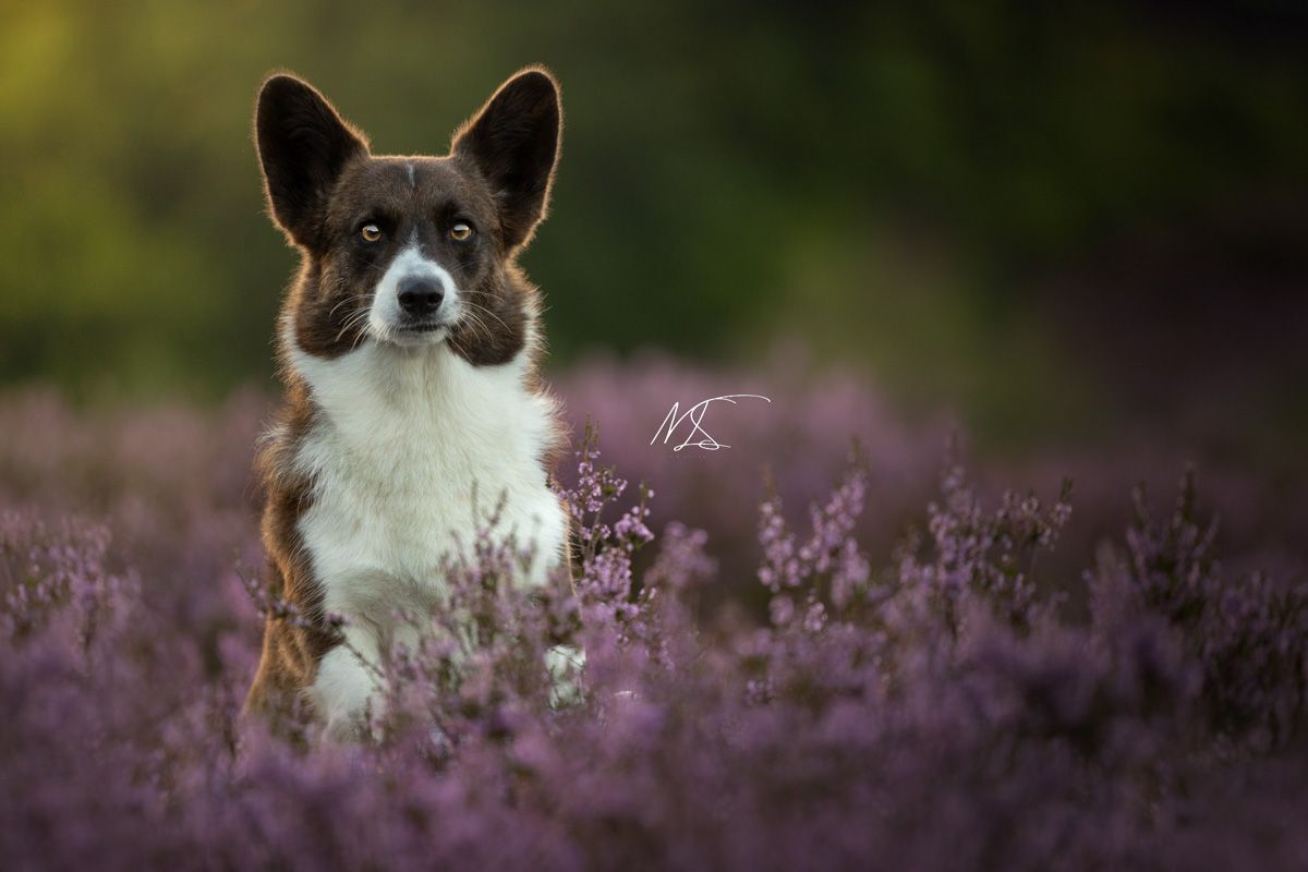 Corgi trekt gekke bek terwijl hij poseert voor de camera in een mooi paars heideveld