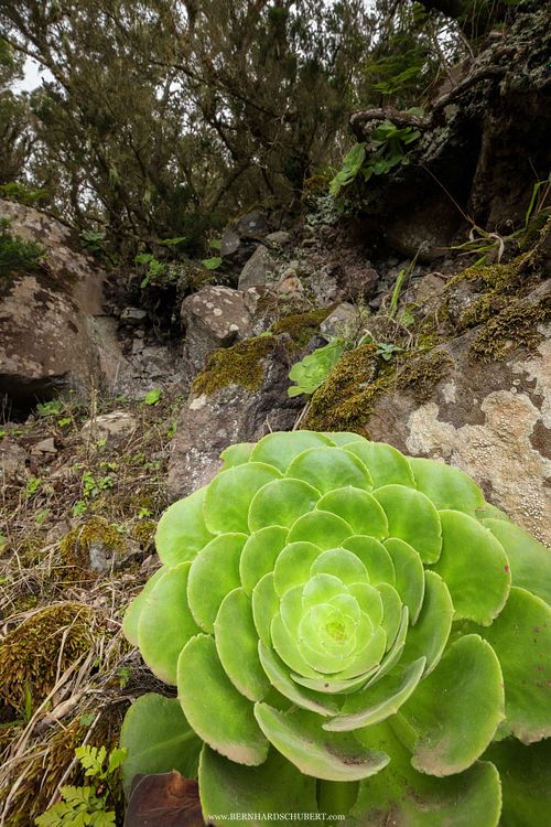 Aeonium canariense – Kanaren Aeonium