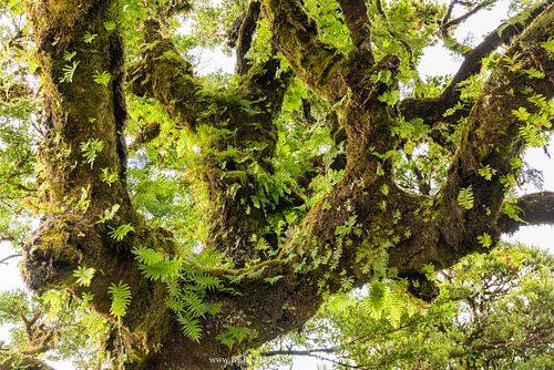 Polypodium macaronesicum - Canary Island polypody