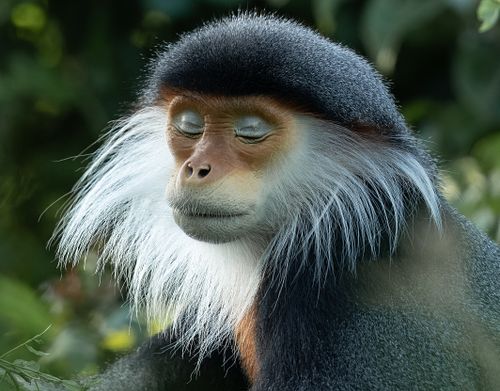 Red-shanked Douc, Vietnam, old world monkey, critically endangered, Pygathrix nemaeus.