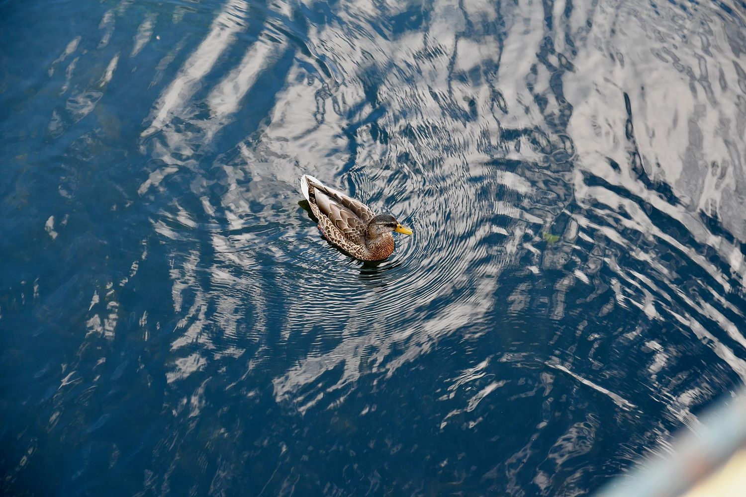 Jason Lynch Photography