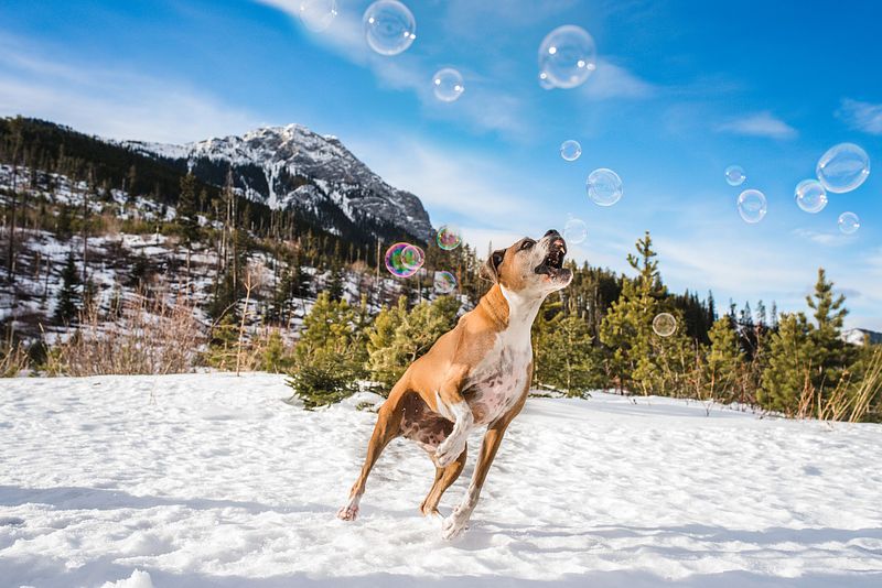 Let's Bark About It: Baby It's Cold Outside