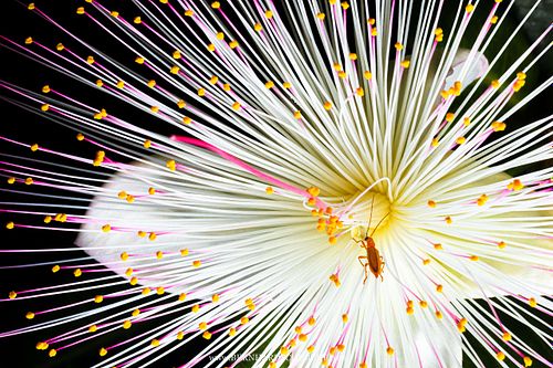 Barringtonia asiatica - Fischgiftbaum