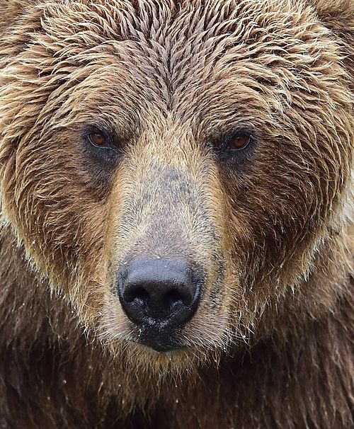 Best place for bear photography workshop & tour in the US.  Located in Katmai National Park, Brooks Camp, Brooks Falls, & Kodiak, Alaska, United States.