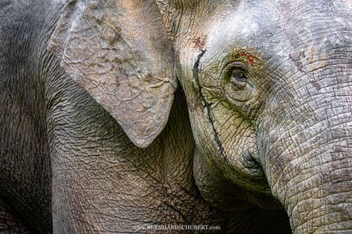 Elephas maximus borneensis - Borneo pygmy elephant