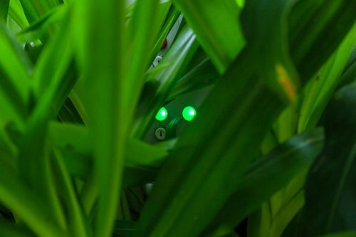 Belgian Royal greenhouses open to the public
