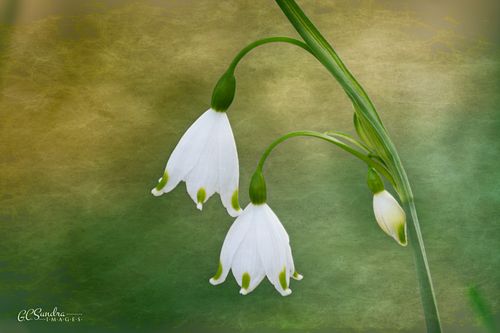 This fine art print titled "Snowflake Beauty I" depicts a couple snowflake flowers on a single stem positioned beautifully against a colorful and and textured backdrop of green and yellow. "Snowflake Beauty I" is copyrighted by Gregory C. Sundra and GC Sundra IMAGES, LLC.