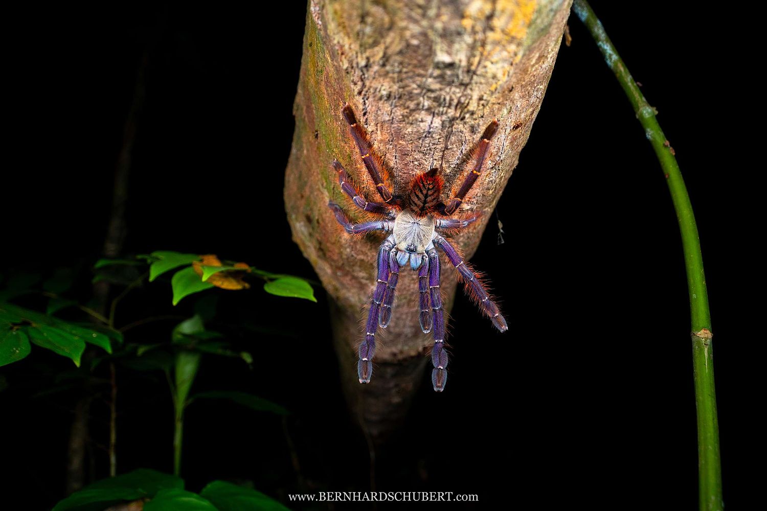 Phormingochilus sp. - Sabah Blue, unbeschriebene Art