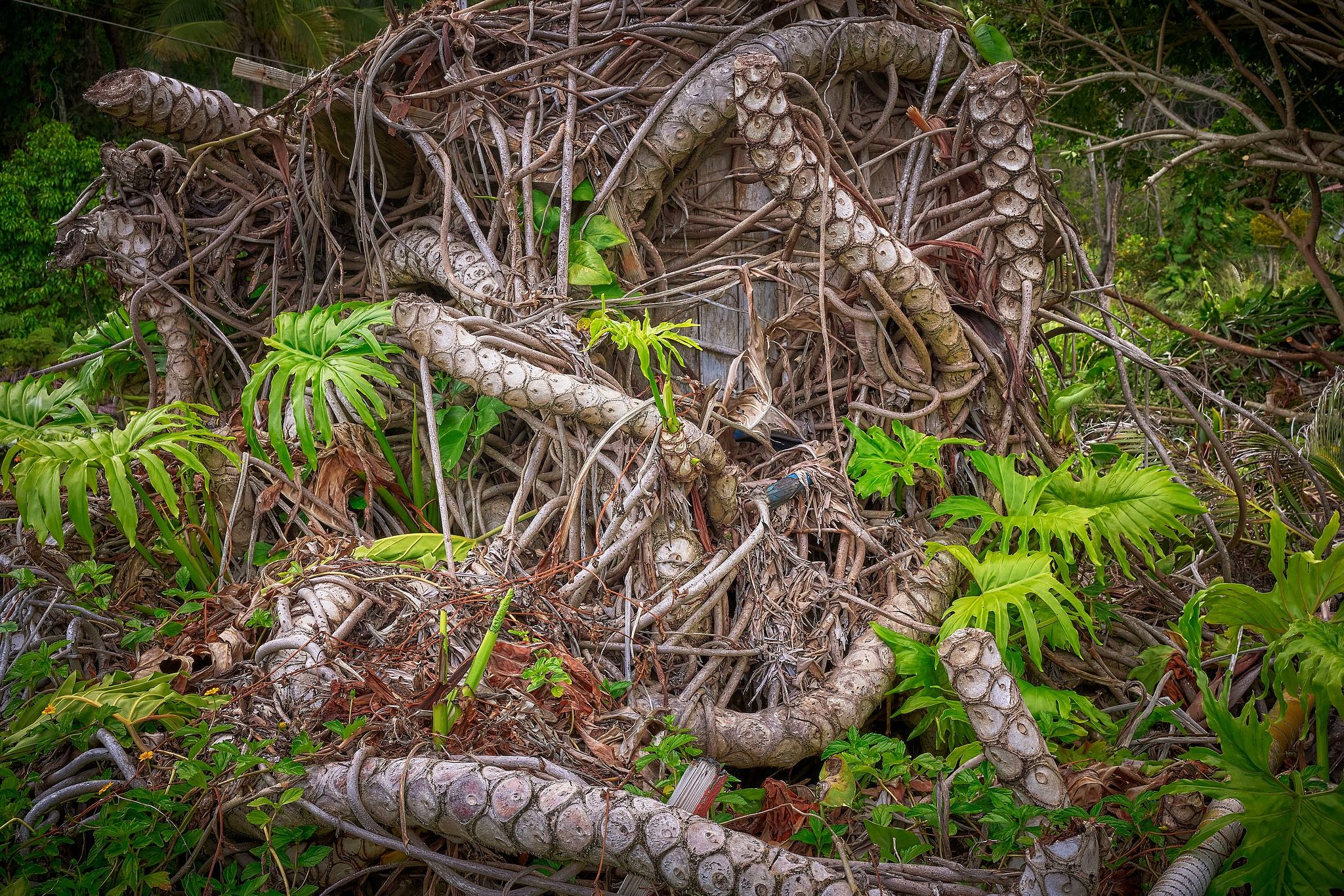 Back To Nature - Hawaii