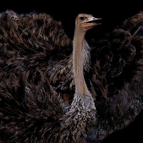 Envol d'une autruche au Kenya