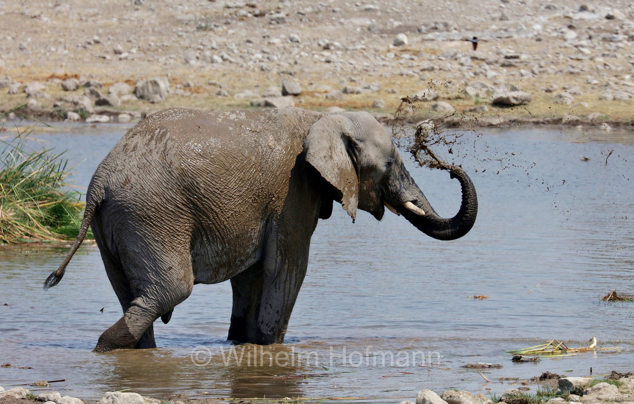 African bush elephant, African savanna elephant, Afrikanischer Elefant, Afrikanischer Buschelefant, Afrikanischer Savannenelefant, Afrikanischer Steppenelefant, elefanto africano, elefanto africano di savana, Etosha-Nationalpark, Etosha National Park, parco nazionale d'Etosha, Namibia