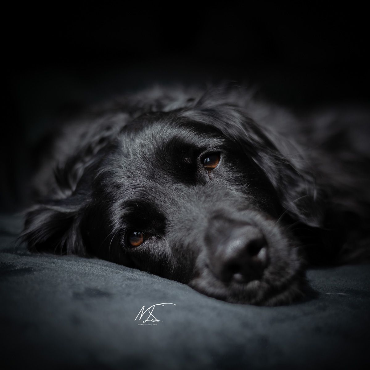 Indoor fotoshoot met Friese Stabij x Golden Retriever hond op de bank kijkt in camera