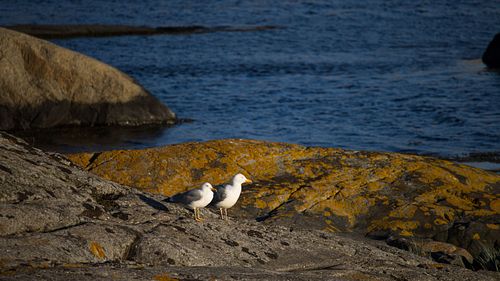 Rocky coast in Verdens Ende