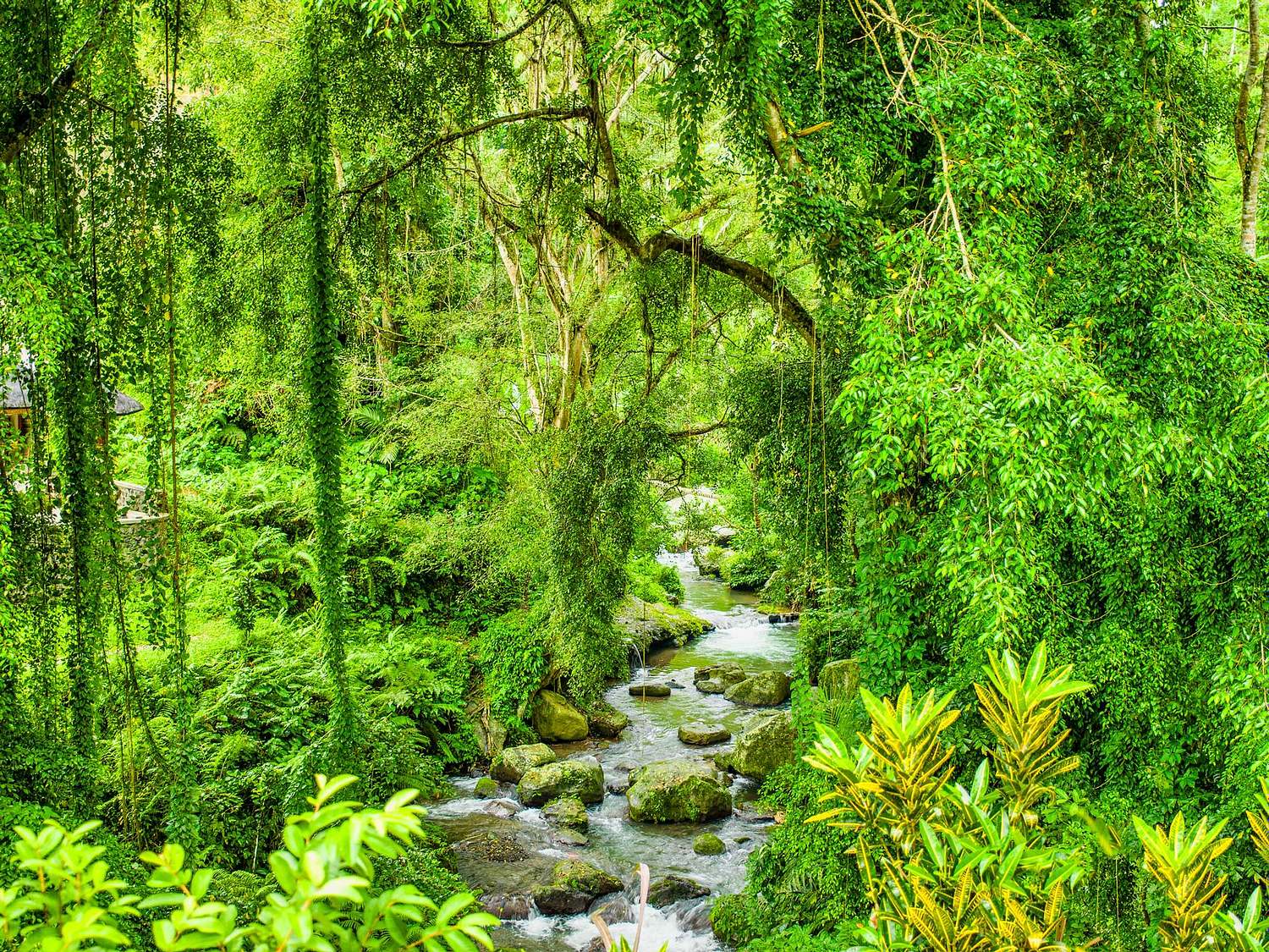 Jungle Scene Bali Indonesia