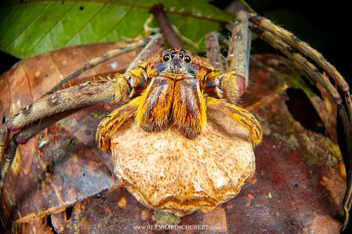 Heteropoda boiei - Lichen huntsman spider with egg-sac