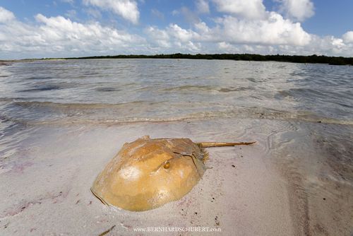 Limulus polyphemus - Schale des Atlantischen Pfeilschwanzkrebses