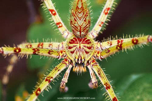 Heteropoda boiei - Lichen huntsman spider