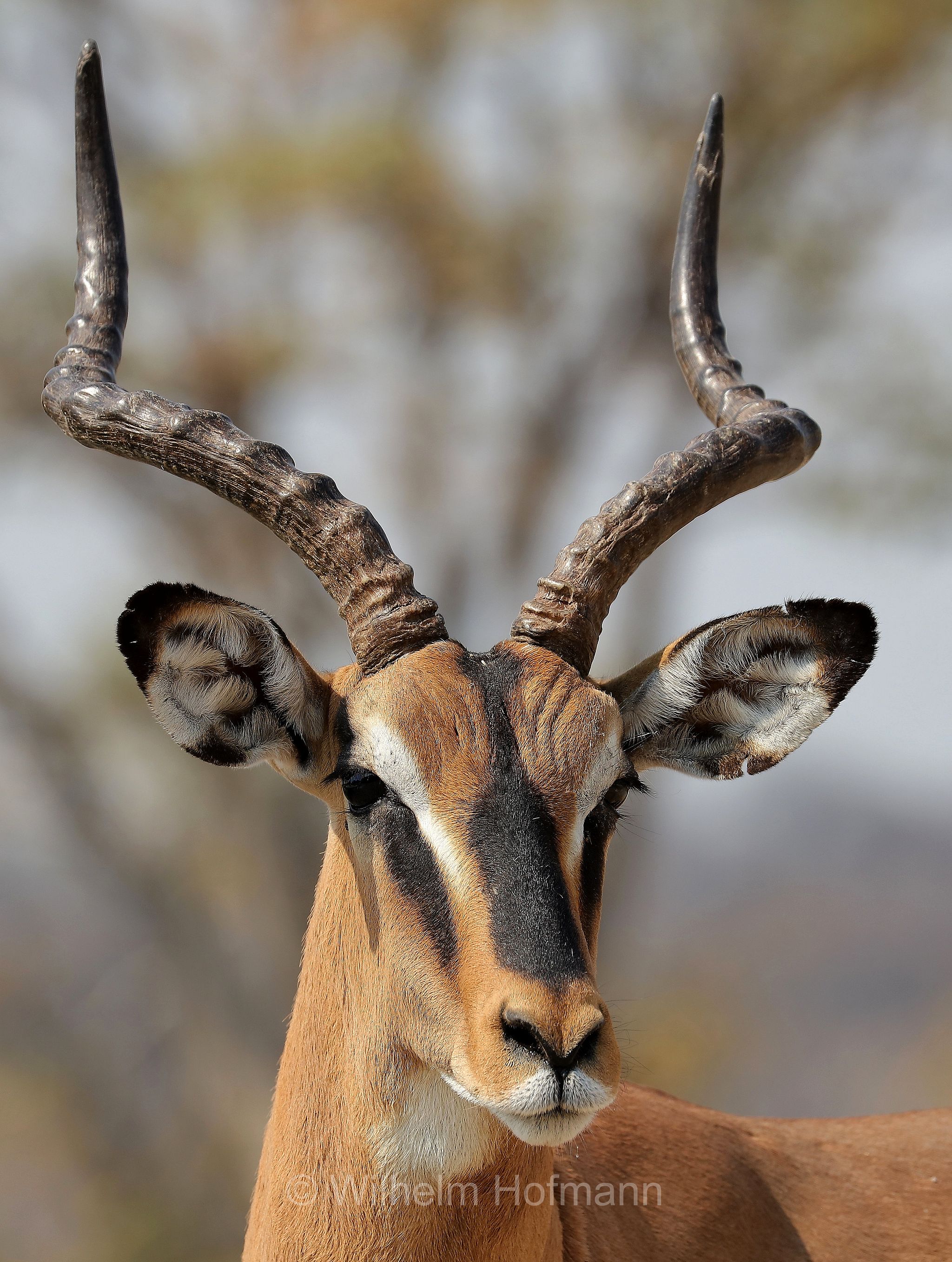 black-faced impala, Schwarznasenimpala, impala dalla faccia nera, Aepyceros melampus petersi, Etosha-Nationalpark, Etosha National Park, parco nazionale d'Etosha, Namibia
