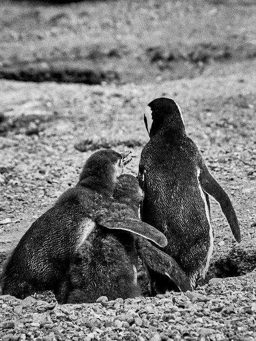 Pinguino di Magellano | Spheniscus magellanicus