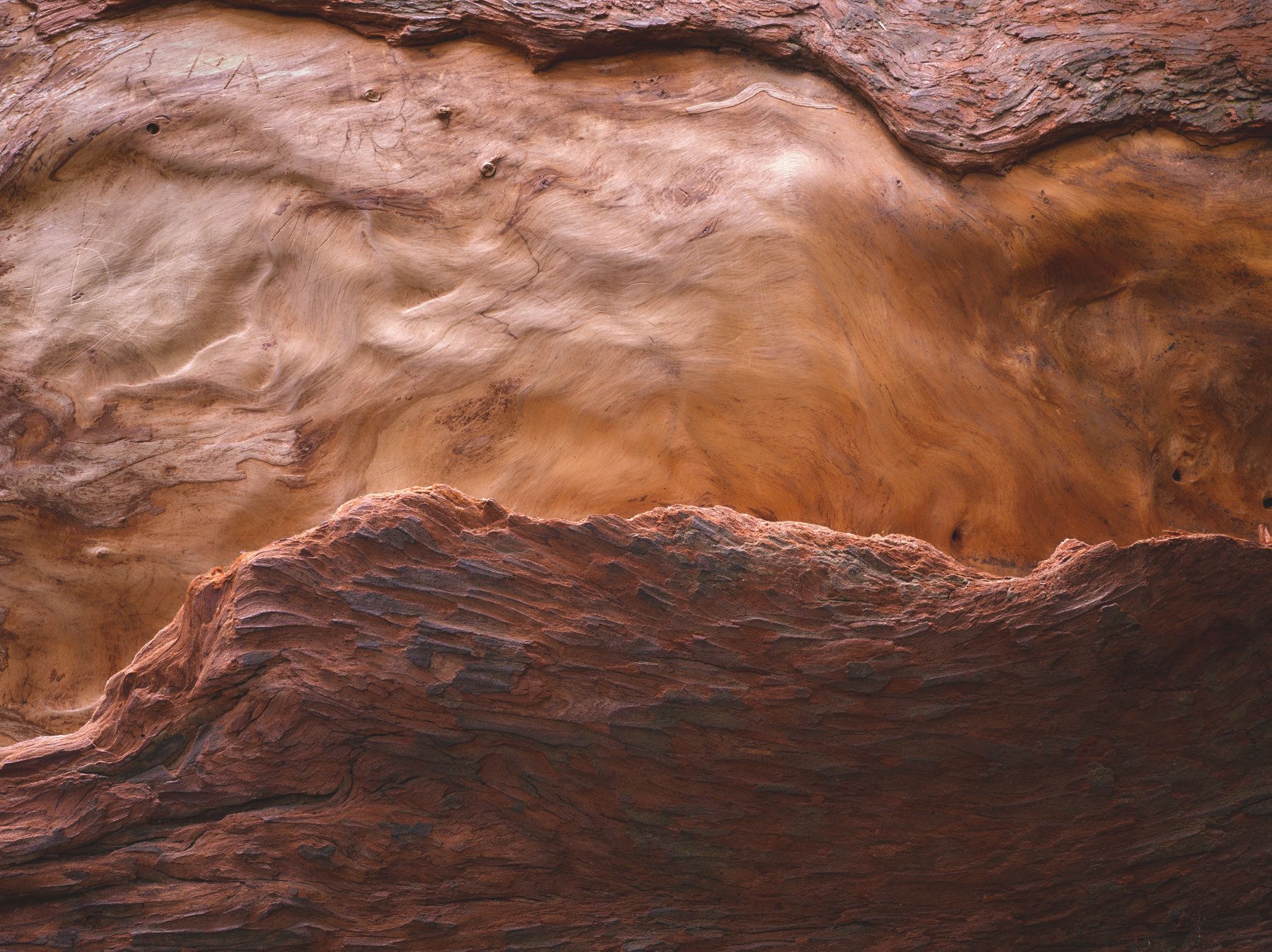 Fallen Redwood - Muir Woods, California