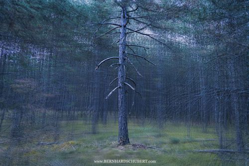 Pinus nigra - Austrian pine