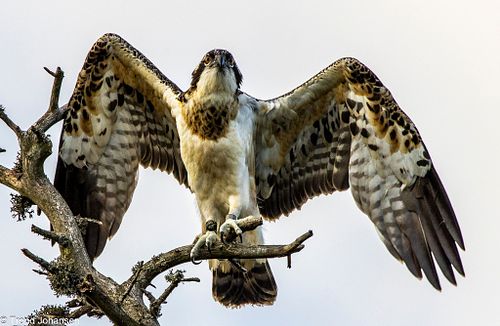 Osprey (Fiske&oslash;rn) &ndash; Sarpsborg, Norway | 2025