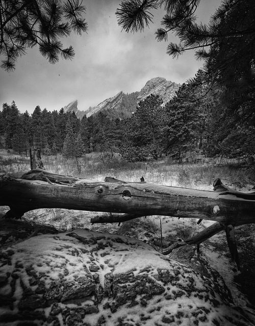 Black & White, monochromatic, tonal, texture, tree, snow, frozen, storm, boulder, front range, Colorado, golden, Estes, Lyons, flatirons, minimalist