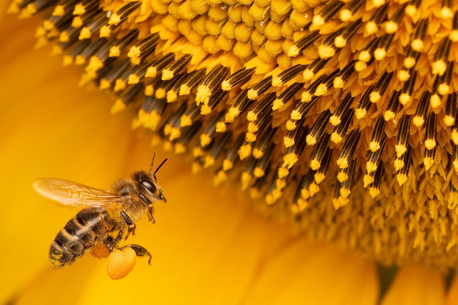 Mario Garrido Torres