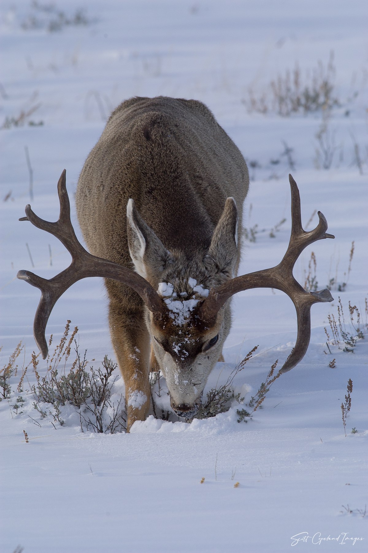 Gros Ventre Buck