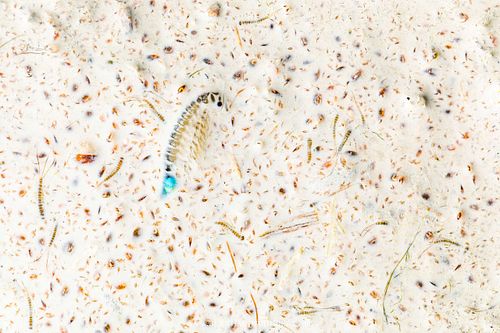 Branchipus schaefferi - Sommer-Feenkrebs