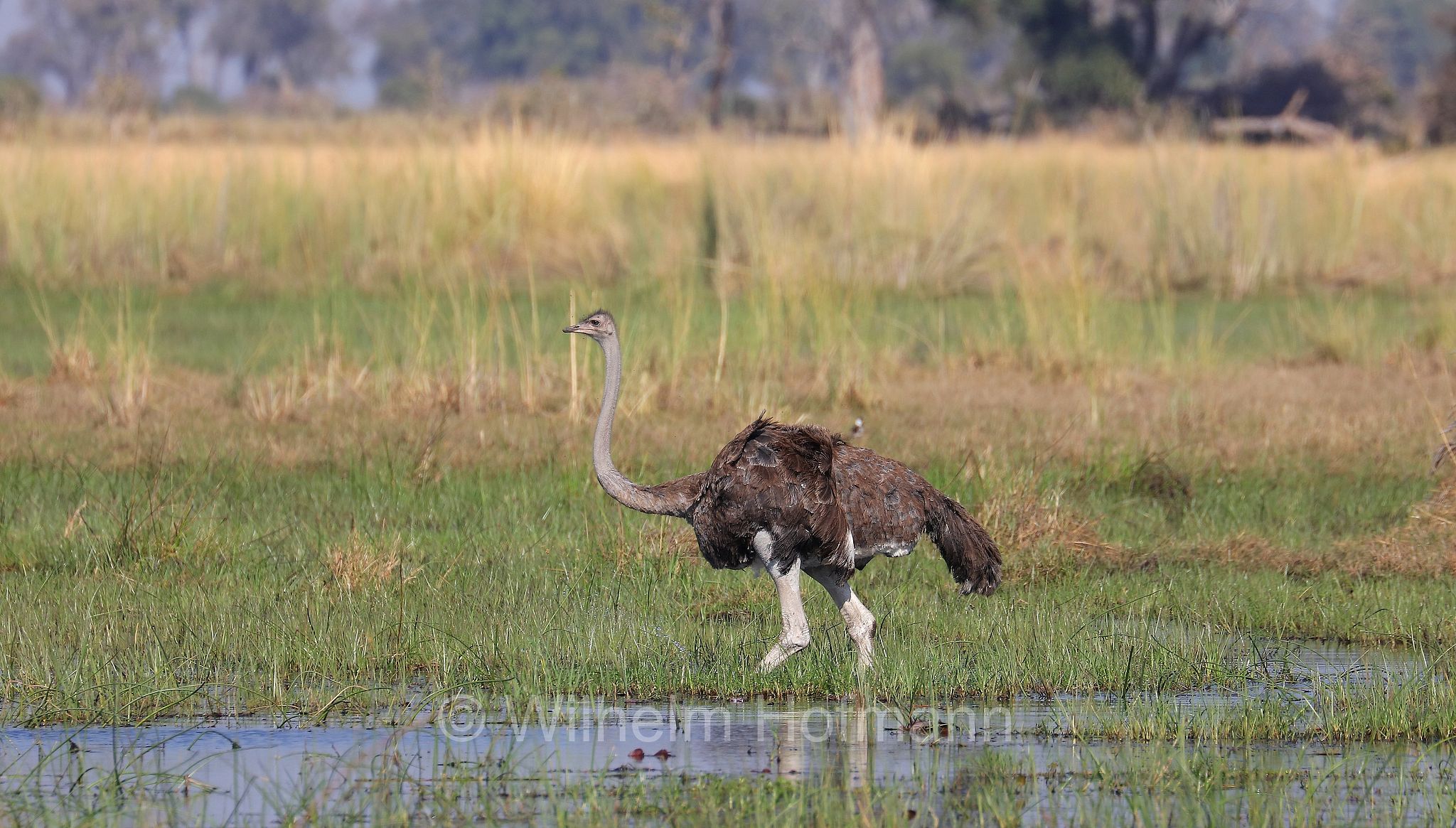 South African ostrich, black-necked ostrich, Cape ostrich, southern ostrich, Südafrikanischer Strauß, struzzo sudafricano, struzzo dal collo nero, struzzo del Capo, struzzo australe, Struthio camelus australis, ﻿Moremi Game Reserve, Moremi-Wildreservat, Okavango Delta, Okavango Grassland, Botswana, Republik Botsuana