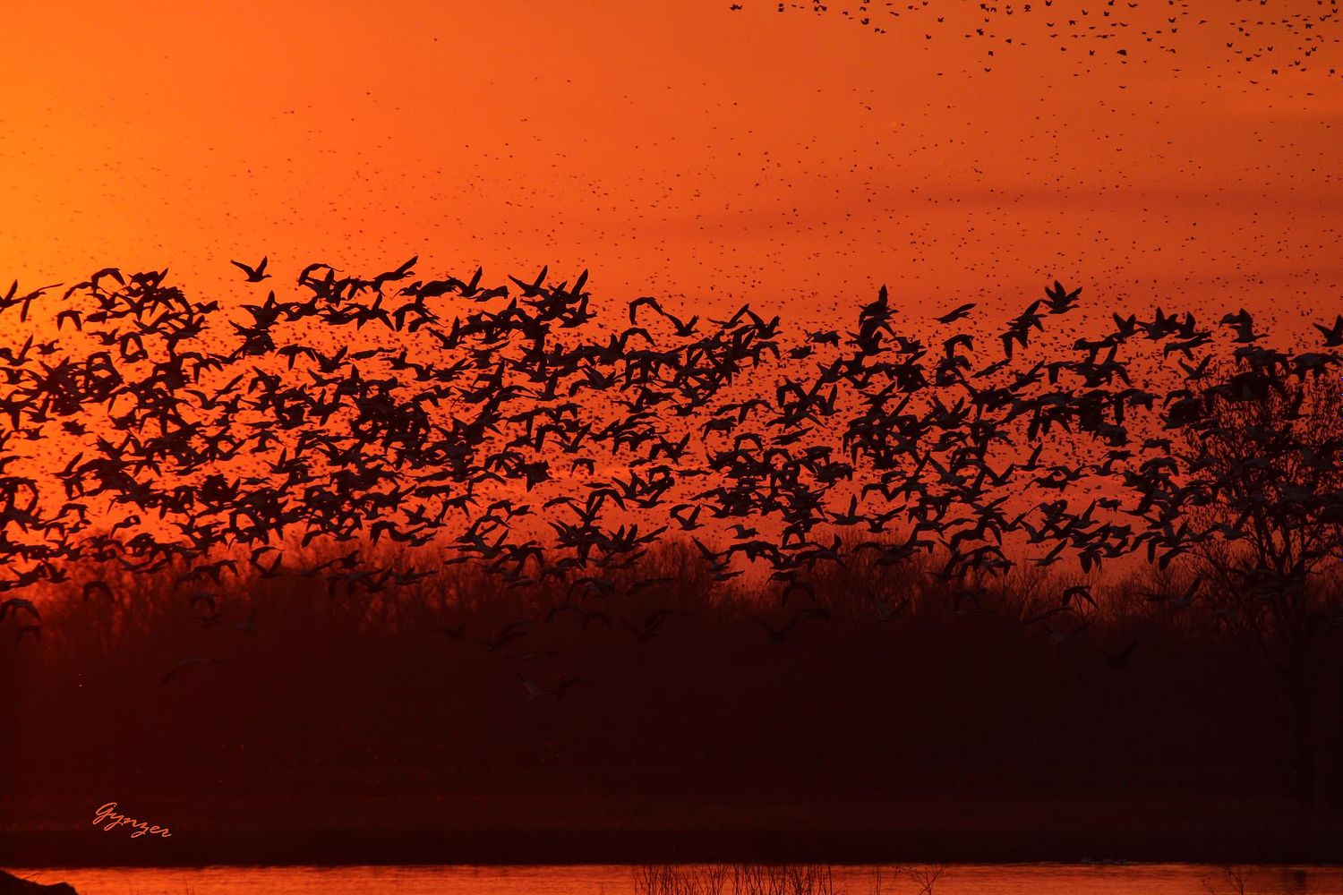 Gynzer's Photography