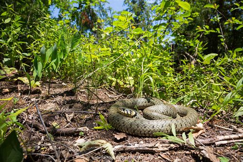 Natrix natrix - Grass snake