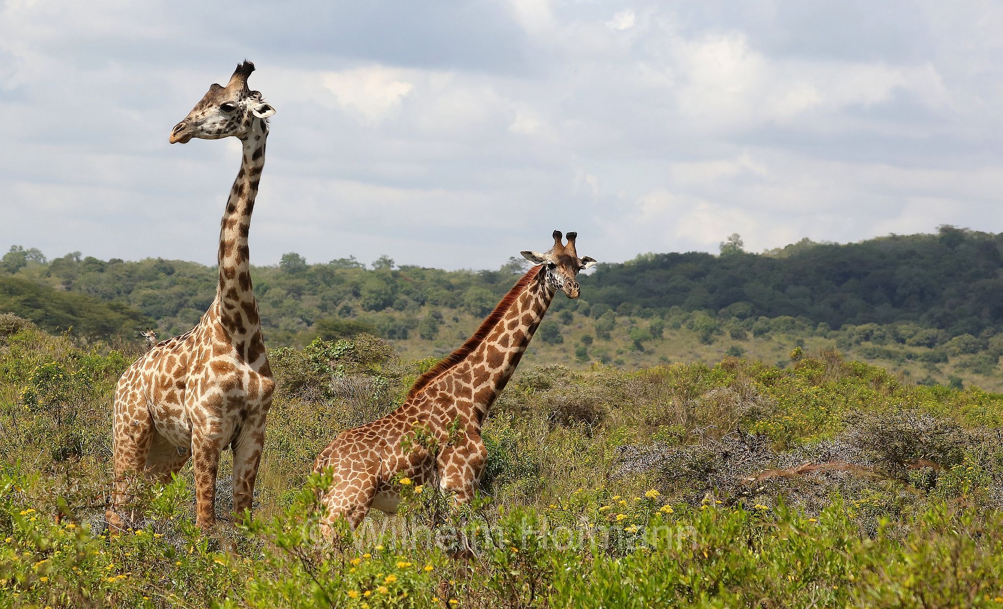 Masai giraffe, Maasai giraffe, Kilimanjaro giraffe, Massai-Giraffe, giraffa masai, giraffa Maasai, giraffa del Kilimangiaro﻿, Tansania, Tanzania, Arusha National Park, Arusha-Nationalpark, parco nazionale di Arusha
