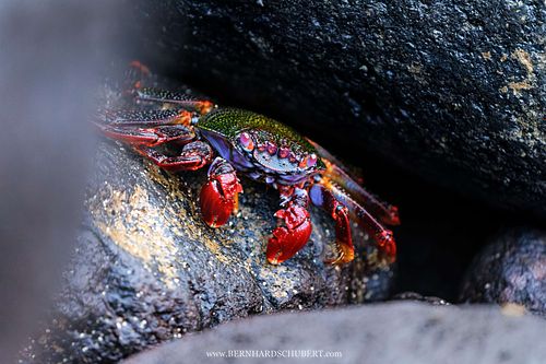 Grapsus adscensionis - Red rock crab