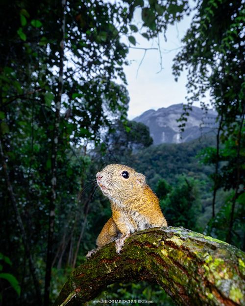 Callosciurus orestes - Borneo black-banded squirrel