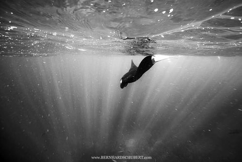 Mobula alfredi – Riffmanta