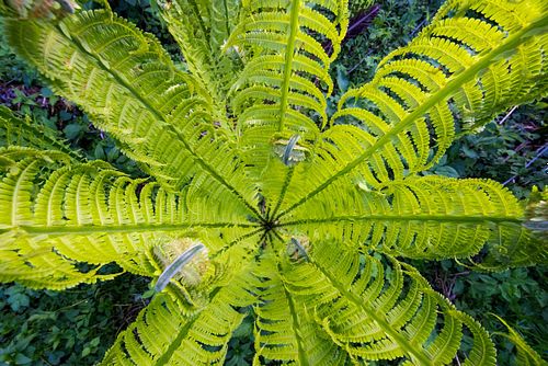 Matteuccia struthiopteris – Straußenfarn