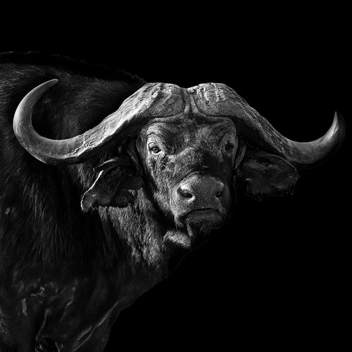Tête de buffle en Tanzanie sur fond noir