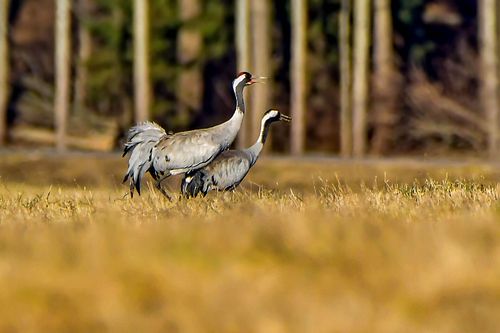 #loodusfoto#sookured#lind