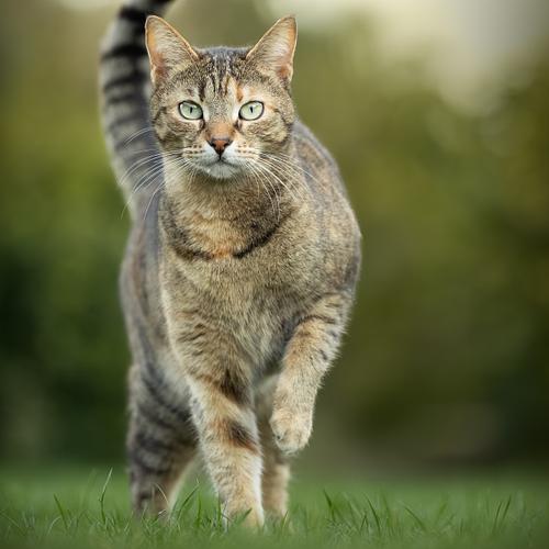 Maya
