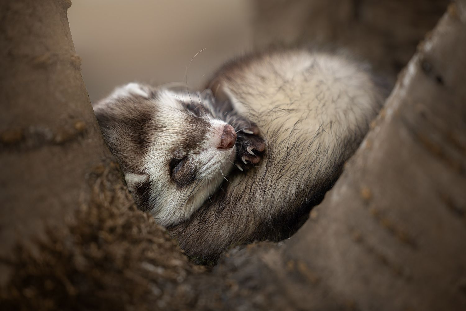 NLS Dierenfotografie