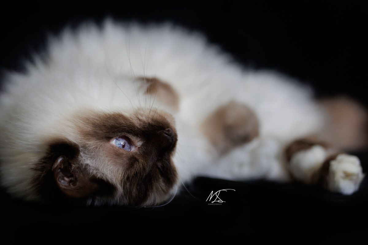 Heilige Birmaan die gekroeld wil worden en op zijn rug is gerold mooi blauw oog zichtbaar