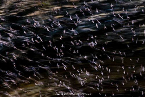 Swarming bats